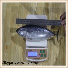 Bullet tuna whole round frozen tuna bonito for human use