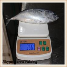 frigate tuna whole round frozen bonito fish 300-500G