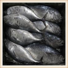 Tuna bonito frigate tuna whole for sale