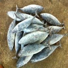 WR  frozen   bonito   frozen   bonito   fish  750G+ for market