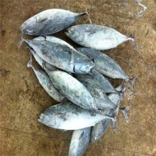 Frozen fish bonito tuna WR frigate tuna for sale