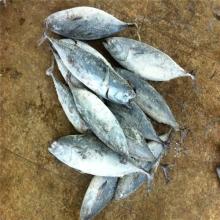 New coming hot sell bonito tuna fish whole frozen for market wholesale