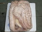 Giant Octopus (Octopus Vul )