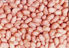  groundnut  kernel