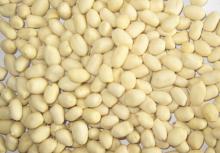 blanched groundnut kernel