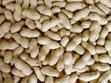 peanut in shell