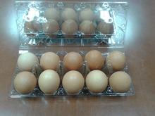 Farm Fresh Chicken Table eggs, Brown Shell chicken eggs, White shell chicken eggs