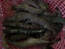 Frozen HOSO Black Tiger Prawn