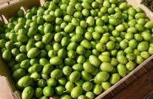 Fresh Olives