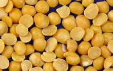 Organic Split  Fava   Bean s
