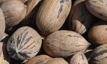  Pecan   Nuts 