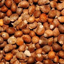 Perilla Seeds