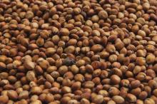  Sorghum  Seeds