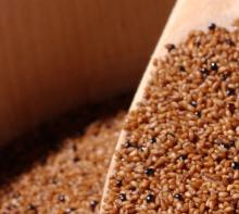 Teff Organic Grains