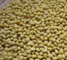  Yellow   Millet s