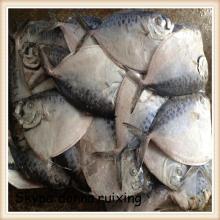 Frozen  moon   fish  150-200G seafrozen for common use
