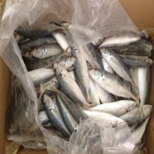 frozen  whole   round   scad  decapterus maruadsi