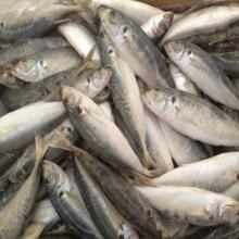  frozen   round   scad  mackerel in good quality from China supplier