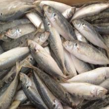 seafood frozen round scad fish scad mackerel in good price