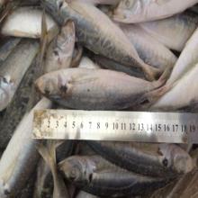 sea fish frozen scad blue scad for sale