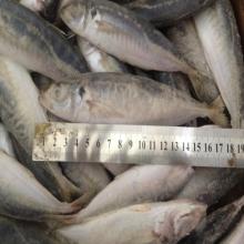 frozen fish mackerel blue scad(decapterus maruadsi) for common use