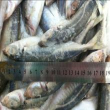  sea   food   frozen  small eyes mackerel small eyes horse mackerel