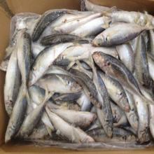  frozen   scad   mackerel  fish decapterus maruadsi for bait