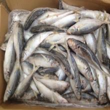whole round frozen japanese round scad(galongon) for canned mill