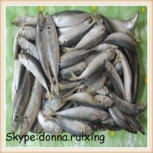 Frozen japanese scad round scad in good price