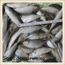 Round scad frozen whole blue scad mackerel for market