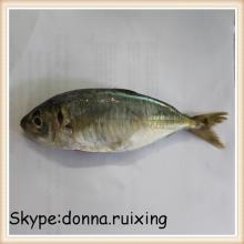 W/R frozen blue mackerel scad round scad