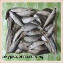 Yellow tail round scad whole round