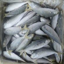 Canned fish Japanese round scad horse mackerel whole round