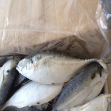 250-500G big size hardtail scad whole round for market