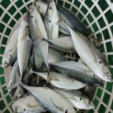  Frozen   hard   tail  scad fish horse mackerel fish wholesale