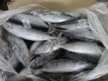 FROZEN BONITO