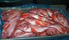 W/R  Redfish  (Sebastes marinus)