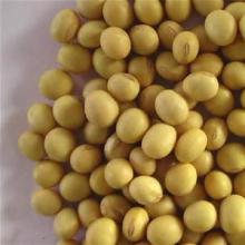 HEALTHY NATURAL SOYA BEAN TOP QUALITY