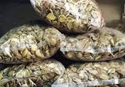 huge quantity and small quantity bush mango available