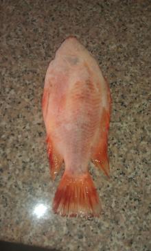 Red Tilapia Gutted and Scaled