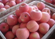 Fresh Royal Gala Apples, Fuji Apples, Golden Delicious Apples, Red Delicious