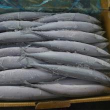  Frozen   Pacific   Saury  Fish