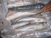  Frozen   Grey   Mullet  Fish