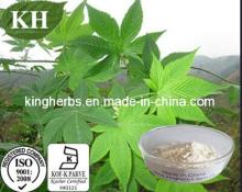 High Quality Natural Sweetener Sweet Tea Extract Rubusosides 75 % Min by HPLC
