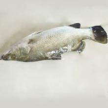  Frozen   Barramundi 