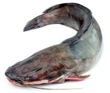 Quality Frozen Horse Mackerel and Sardine Fish for Export in Stock