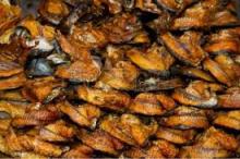  hot  sell 2015  new   products  dry mackerel prices frozen fish import