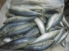 Fresh Frozen Pacific Mackerel Fish