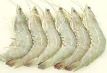 vannamei shrimps