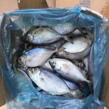 Whole round big eye scad for wholesale